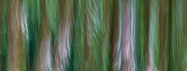 Jaynes Gallery 아티스트의 USA-Washington State-Seabeck Forest fantasy panoramic in Guillemot Cove Nature Preserve작품입니다.